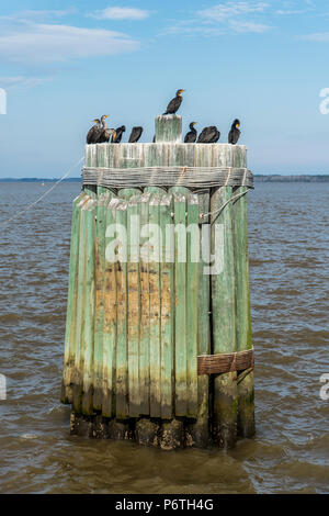 Les canards noirs debout sur un ferry dock pier Banque D'Images