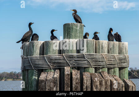 Les canards noirs debout sur un ferry dock pier Banque D'Images