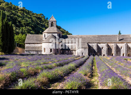 Abbaye de Sénanque, Provence, France Banque D'Images