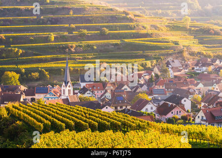 Bickensohl, Vogtsburg im Kaiserstuhl, région de Kaiserstuhl, Forêt-Noire (Schwarzwald), Breisgau-Hochschwarzwald, Baden-WÃ¼rttemberg, Allemagne. Vignes au lever du soleil. Banque D'Images