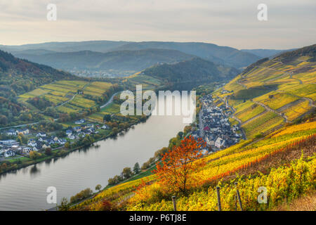 Moselle Avec Zell-Merl à l'automne, Rhénanie-Palatinat, Allemagne Banque D'Images