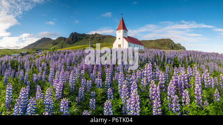 Vik i Myrdal, le sud de l'Islande. Domaines de lupins en fleur et l'église du village. Banque D'Images