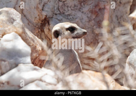 Meerkat ou Suricat - Lynx lynx - montrant la tête, alerte, de derrière tandis que les rochers en quartz. La Namibie Kalahari Banque D'Images