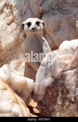 Meerkat ou Suricat - Lynx lynx - assis de quartz blanc entouré d'alerte rock. La Namibie Kalahari. Portrait Banque D'Images