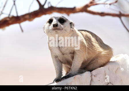 Meerkat ou Suricat - Lynx lynx - accroupi sur White Rock, quartz, regardant autour de lui. La Namibie Kalahari Banque D'Images