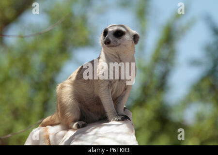 Meerkat ou Suricat - Lynx lynx - accroupi sur White Rock, quartz, regardant autour de lui. La Namibie Kalahari Banque D'Images