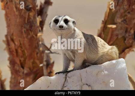 Meerkat ou Suricat - Lynx lynx - accroupi sur White Rock, quartz, regardant autour de lui. La Namibie Kalahari Banque D'Images