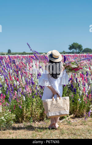 Asain touristes détenteurs d'un bouquet de fleurs en face de l'Delphiniums au vrai pétale de fleur dans les champs de la société Confetti mèche, Pershore, UK Banque D'Images