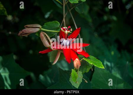 Fleur rouge passion (Passiflora Vitifolia) dans la luxuriante jungle de la côte caraïbe du Costa Rica Banque D'Images