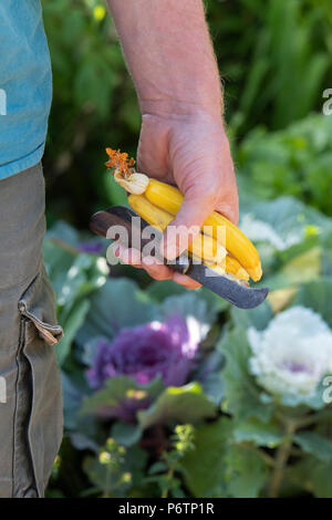 Cucurbita pepo. Couper les courgettes jaunes holding jardinier et d'un jardinage vintage couteau à la main. UK Banque D'Images