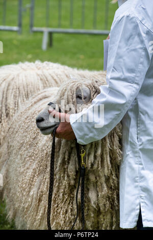 Moutons Lincoln Longwool à un spectacle agricole. ROYAUME-UNI Banque D'Images