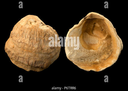 Malacologie : combustibles fossiles de bivalves (genre Ostrea) Banque D'Images