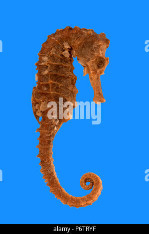 (Genre poisson hippocampe hippocampe). L'Espagne. L'Europe Banque D'Images