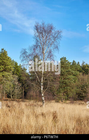 Un seul arbre bouleau verruqueux (Betula pendula) à d'autres arbres sans feuilles à l'arrière du terrain sur un ciel bleu jour en hiver Banque D'Images