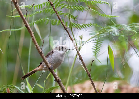 Bush Chat gris (Saxicola ferreus) 'course' ferreus Banque D'Images