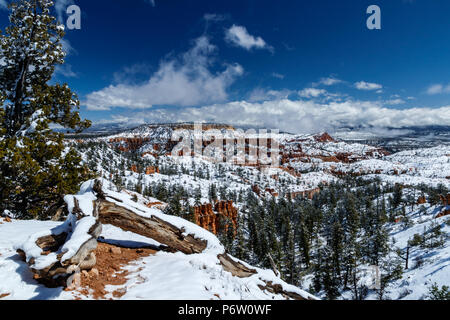 Bryce Canyon avec de la neige après une tempête hivernale ; log et l'arbre en premier plan ; Canyon et ciel bleu en arrière-plan. Banque D'Images