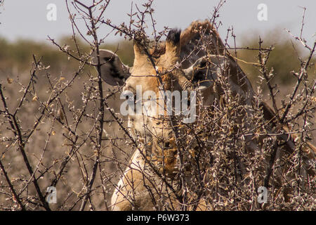 Close up of chef du peuple namibien ou Cameloparalis - Giraffe Giraffa angolais Angolensis - caché et de manger dans le parc d'Etosha, Namibie. Banque D'Images