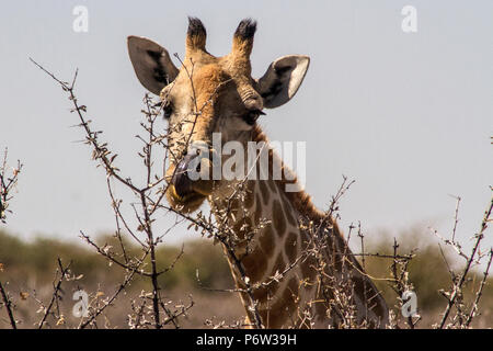 Head shot d'un Angolais ou namibienne - Girafe Giraffa Cameloparalis Angolensis - en utilisant sa langue pour manger dans le parc d'Etosha, Namibie. Banque D'Images