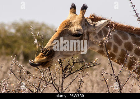 Head shot d'un Angolais ou namibienne - Girafe Giraffa Cameloparalis Angolensis - en utilisant sa langue pour manger dans le parc d'Etosha, Namibie. Banque D'Images