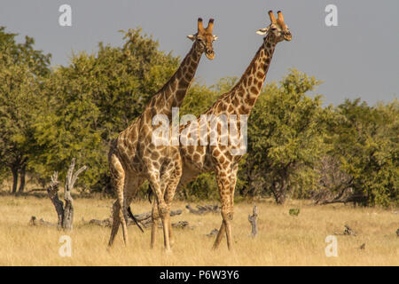 Deux Namibiens ou girafes Giraffa - Cameloparalis angolais Angolensis - impliqué dans un rituel de parade nuptiale dans Etosha, Namibie. Banque D'Images