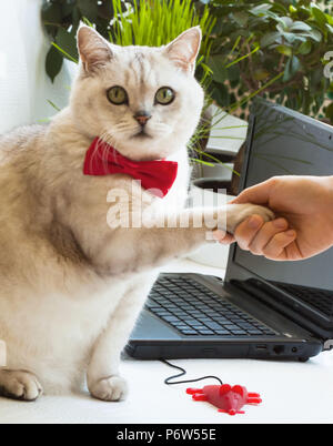 Portrait de comique réussi Intelligent cat conclut une entente par près de poignée avec un ordinateur portable. Concept d'entreprise et réussite Banque D'Images