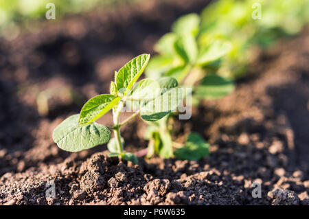 Petits plants de soja de plus en ligne Banque D'Images