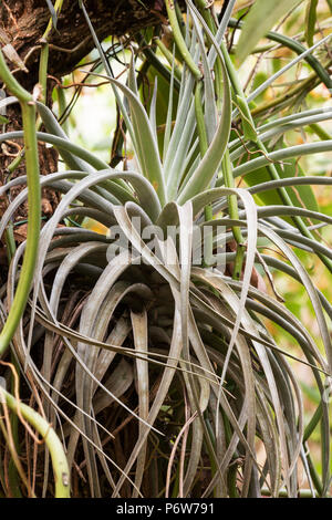 (L'usine de l'air Tillandsia) sur fond naturel Banque D'Images