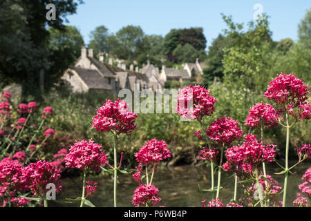 Joli village dans la région des Cotswolds. Arlington Row cottages pittoresques photographié à travers la prairie, avec de l'eau des fleurs de valériane rouge au premier plan. Banque D'Images