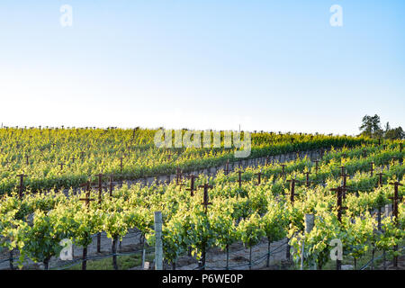Le soleil de l'été lentement se couche sur un vignoble au cœur du vignoble de Californie près de Sonoma. Banque D'Images