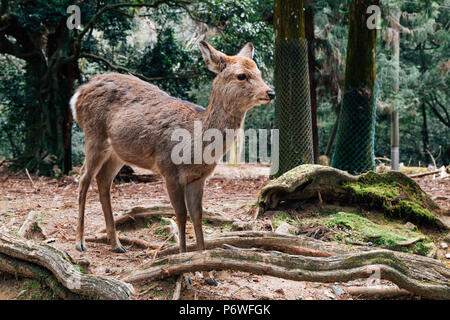 Deer avec vert de la forêt à Nara Deer Park, Japon Banque D'Images