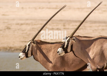 Vue latérale de la tête et des quartiers avant de deux ou Oryx Gemsbok, Oryx gazella - - à marcher ensemble, avec des cornes, parallèle à l'eau dans le parc d'Etosha, Namibie. Banque D'Images