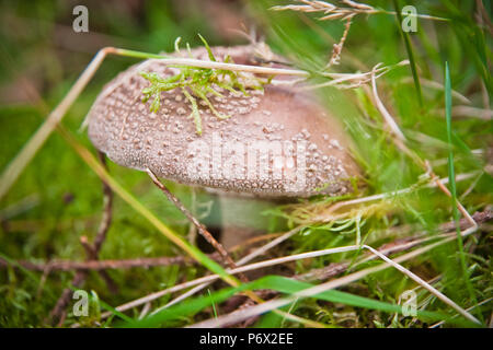 Des champignons dans la forêt très coloré entouré de mousse et l'humidité et grand flou Banque D'Images