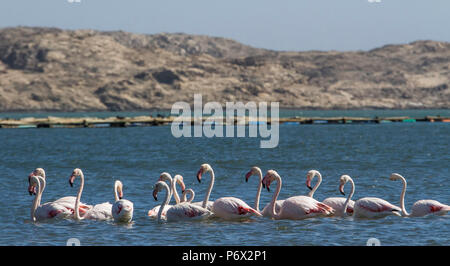 Un troupeau de plus de flamants roses Phoenicopterus Roseus - - Comité permanent en eau profonde dans la baie de Luderitz. Banque D'Images