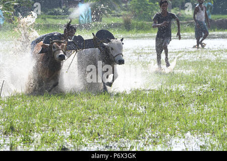 Canning, l'Inde. 30 Juin, 2018. Les agriculteurs indiens participe à une course de taureaux à une rizière dans Herobhanga dans la mise en conserve. Les agriculteurs participent à la course dans la conviction que la participation avant de labourer leurs champs apportera bonne pluie et une meilleure récolte. Credit : Sumit Sanyal/Pacific Press/Alamy Live News Banque D'Images