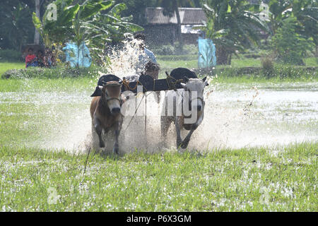 Canning, l'Inde. 30 Juin, 2018. Les agriculteurs indiens participe à une course de taureaux à une rizière dans Herobhanga dans la mise en conserve. Les agriculteurs participent à la course dans la conviction que la participation avant de labourer leurs champs apportera bonne pluie et une meilleure récolte. Credit : Sumit Sanyal/Pacific Press/Alamy Live News Banque D'Images