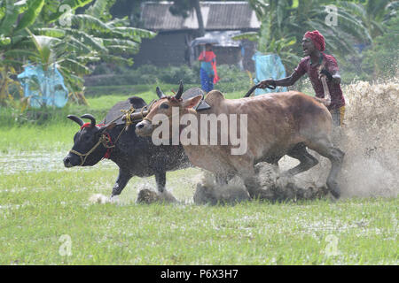 Canning, l'Inde. 30 Juin, 2018. Les agriculteurs indiens participe à une course de taureaux à une rizière dans Herobhanga dans la mise en conserve. Les agriculteurs participent à la course dans la conviction que la participation avant de labourer leurs champs apportera bonne pluie et une meilleure récolte. Credit : Sumit Sanyal/Pacific Press/Alamy Live News Banque D'Images