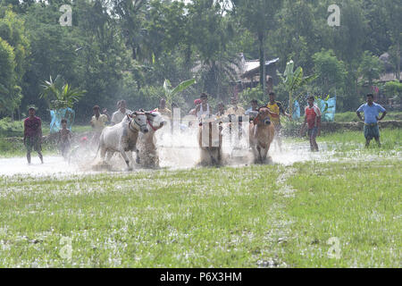 Canning, l'Inde. 30 Juin, 2018. Les agriculteurs indiens participe à une course de taureaux à une rizière dans Herobhanga dans la mise en conserve. Les agriculteurs participent à la course dans la conviction que la participation avant de labourer leurs champs apportera bonne pluie et une meilleure récolte. Credit : Sumit Sanyal/Pacific Press/Alamy Live News Banque D'Images