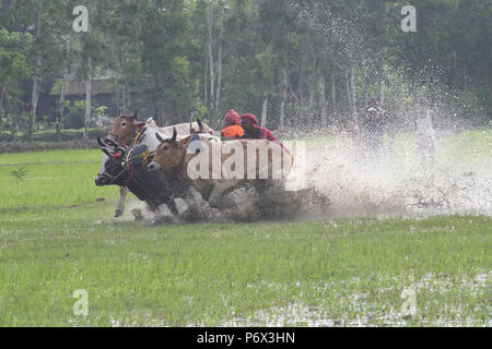 Canning, l'Inde. 30 Juin, 2018. Les agriculteurs indiens participe à une course de taureaux à une rizière dans Herobhanga dans la mise en conserve. Les agriculteurs participent à la course dans la conviction que la participation avant de labourer leurs champs apportera bonne pluie et une meilleure récolte. Credit : Sumit Sanyal/Pacific Press/Alamy Live News Banque D'Images