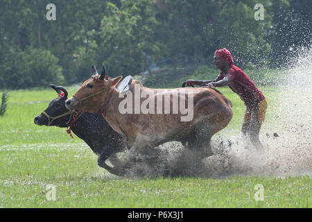 Canning, l'Inde. 30 Juin, 2018. Les agriculteurs indiens participe à une course de taureaux à une rizière dans Herobhanga dans la mise en conserve. Les agriculteurs participent à la course dans la conviction que la participation avant de labourer leurs champs apportera bonne pluie et une meilleure récolte. Credit : Sumit Sanyal/Pacific Press/Alamy Live News Banque D'Images