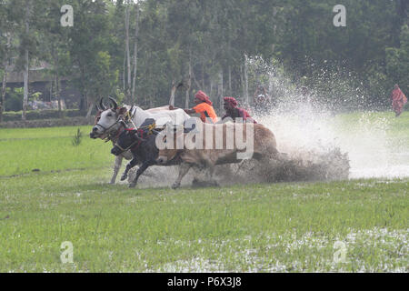 Canning, l'Inde. 30 Juin, 2018. Les agriculteurs indiens participe à une course de taureaux à une rizière dans Herobhanga dans la mise en conserve. Les agriculteurs participent à la course dans la conviction que la participation avant de labourer leurs champs apportera bonne pluie et une meilleure récolte. Credit : Sumit Sanyal/Pacific Press/Alamy Live News Banque D'Images