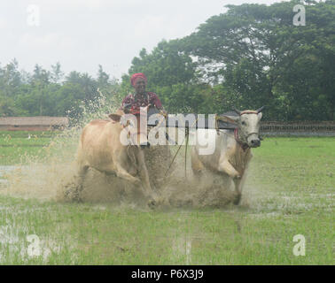 Canning, l'Inde. 30 Juin, 2018. Les agriculteurs indiens participe à une course de taureaux à une rizière dans Herobhanga dans la mise en conserve. Les agriculteurs participent à la course dans la conviction que la participation avant de labourer leurs champs apportera bonne pluie et une meilleure récolte. Credit : Sumit Sanyal/Pacific Press/Alamy Live News Banque D'Images