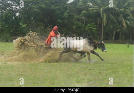 Canning, l'Inde. 30 Juin, 2018. Les agriculteurs indiens participe à une course de taureaux à une rizière dans Herobhanga dans la mise en conserve. Les agriculteurs participent à la course dans la conviction que la participation avant de labourer leurs champs apportera bonne pluie et une meilleure récolte. Credit : Sumit Sanyal/Pacific Press/Alamy Live News Banque D'Images