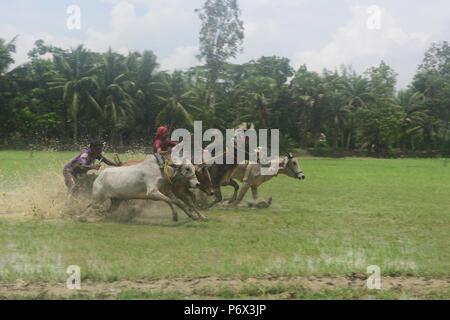 Canning, l'Inde. 30 Juin, 2018. Les agriculteurs indiens participe à une course de taureaux à une rizière dans Herobhanga dans la mise en conserve. Les agriculteurs participent à la course dans la conviction que la participation avant de labourer leurs champs apportera bonne pluie et une meilleure récolte. Credit : Sumit Sanyal/Pacific Press/Alamy Live News Banque D'Images