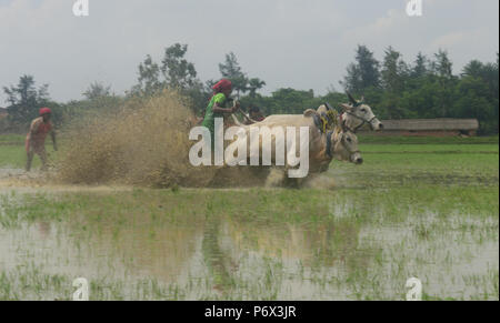 Canning, l'Inde. 30 Juin, 2018. Les agriculteurs indiens participe à une course de taureaux à une rizière dans Herobhanga dans la mise en conserve. Les agriculteurs participent à la course dans la conviction que la participation avant de labourer leurs champs apportera bonne pluie et une meilleure récolte. Credit : Sumit Sanyal/Pacific Press/Alamy Live News Banque D'Images