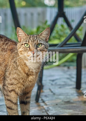 Gris tigre rayures domestiques shorthair tabby chat extérieur debout sur un patio de jardin. Banque D'Images