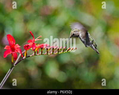 Colibri Banque D'Images