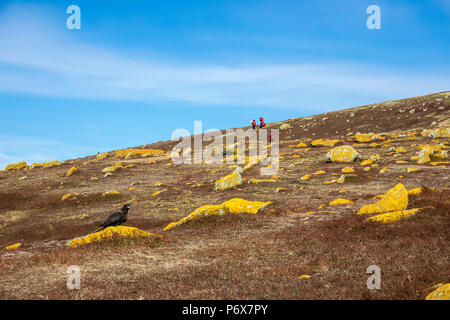 Caracara strié, avec les passagers des navires de croisière de l'expédition dans l'arrière-plan, Steeple Jason Island, Îles Falkland Banque D'Images