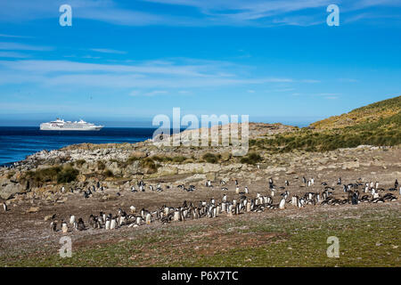 Colonie de manchots Gentoo à Steeple Jason Island, Îles Falkland, avec expedition cruise ship Le Lyrial en arrière-plan Banque D'Images