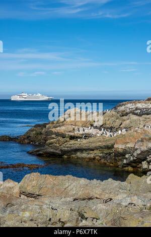 Colonie de manchots Gentoo à Steeple Jason Island, Îles Falkland, avec expedition cruise ship Le Lyrial en arrière-plan Banque D'Images