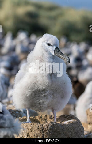Albatros à sourcils noirs chick sur son nid, Steeple Jason Island, Îles Falkland Banque D'Images